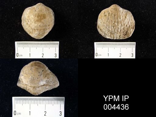 Atrypa flabellata