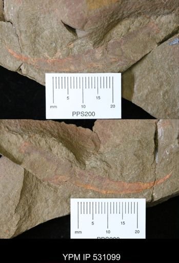 undet. Arthropoda