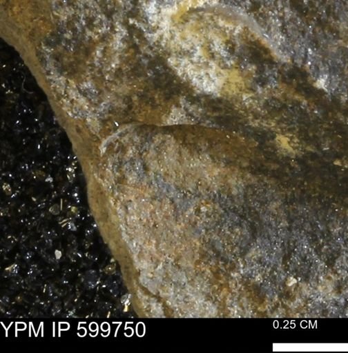 undet. Mollusca