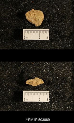 Astartella concentrica