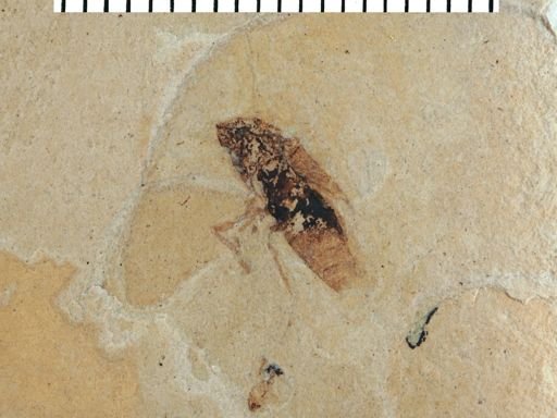 undet. Coleoptera