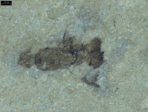 Diptera?