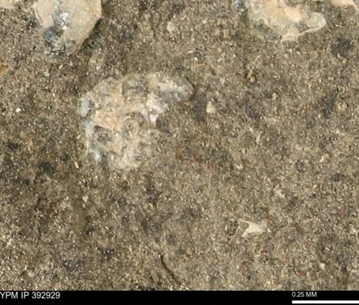 undet. Ammonoidea