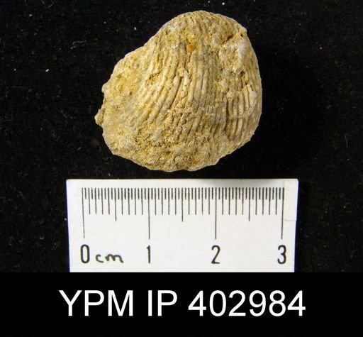Diaphragmus sp.