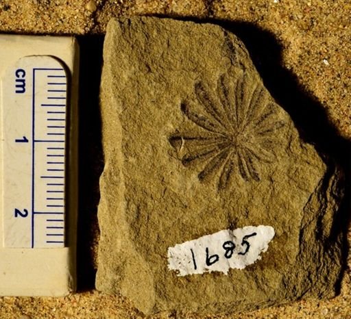 Annularia stellata