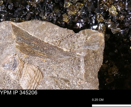Limopsis striatopunctatus