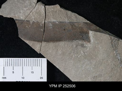 undet. Eurypterida