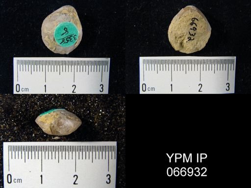 Centronella navicella