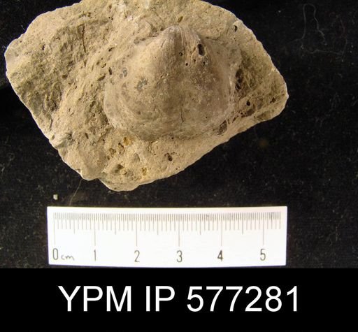 Productus horridus