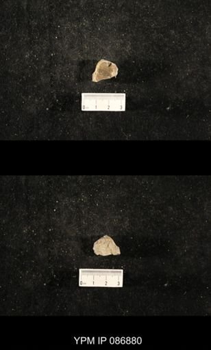 undet. Nautiloidea