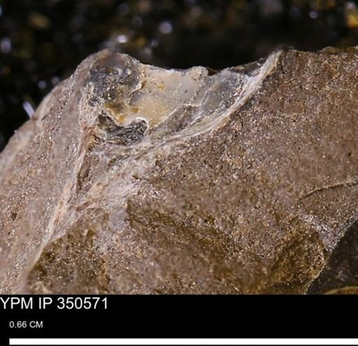 undet. Bivalvia