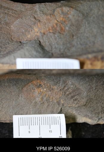 undet. Cheloniellida
