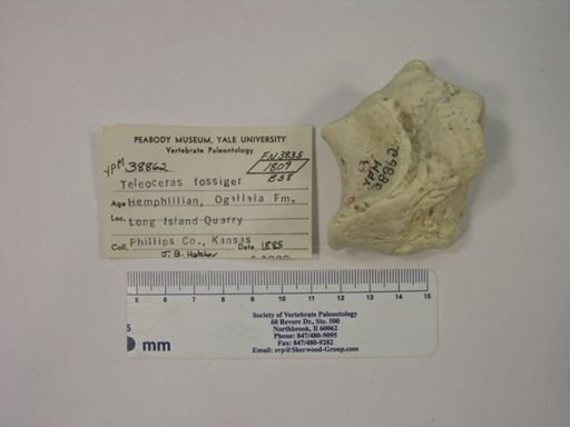 Teleoceras fossiger
