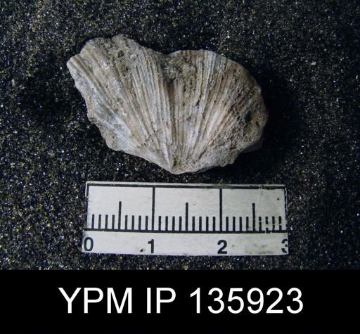 Spirifer (Neospirifer) musakheylensis