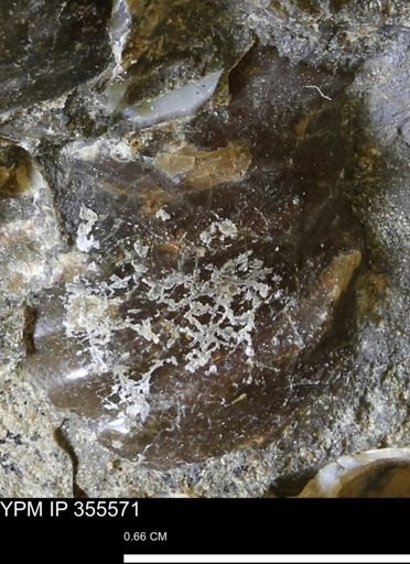undet. Scaphitidae