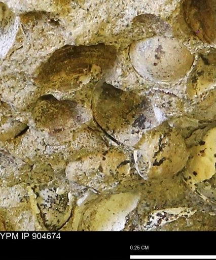 Corbulamella?