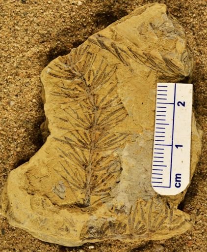 Asterophyllites equisetiformis