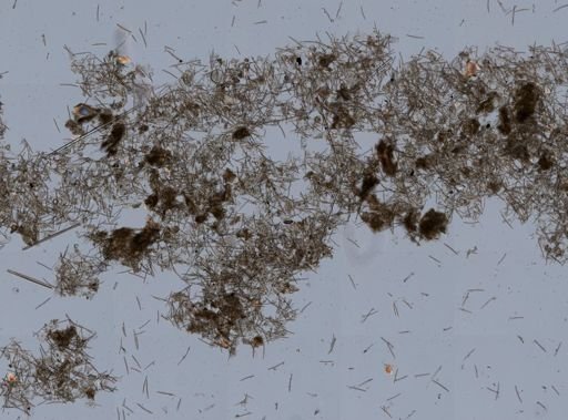 Haliclona permollis