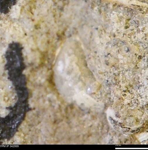 undet. Mollusca
