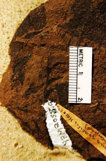 Gleichenia gracilis