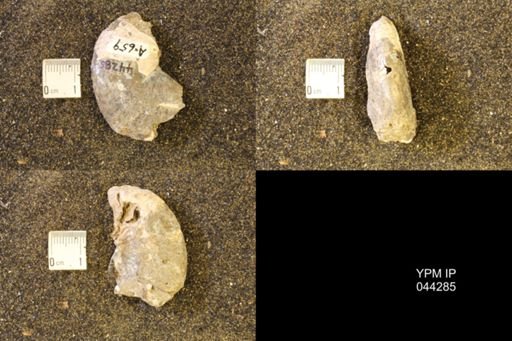 Hoploscaphites comprimus