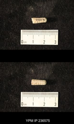 Pseudorthoceras knoxense