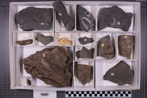 mixed taxa, stratigraphic collection