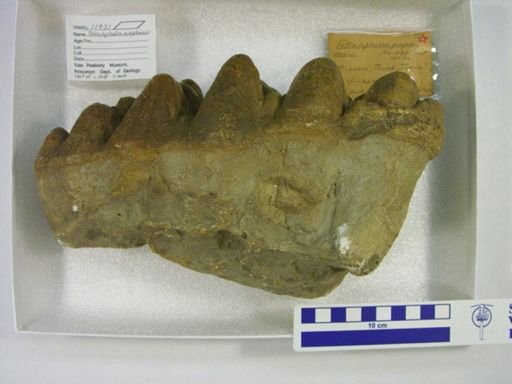 Tetralophodon punjabiensis