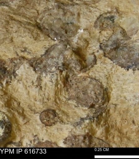 Teredo sp.