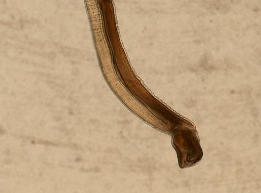 Hedruris chandleri
