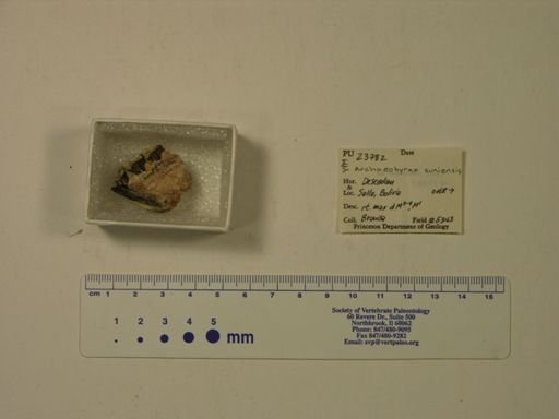Archaeohyrax suniensis