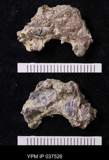 Pacifastacus chenoderma