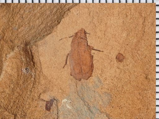undet. Coleoptera
