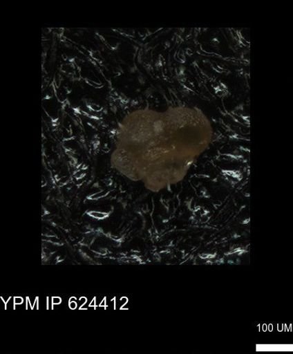 undet. Foraminiferida