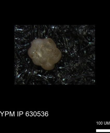 undet. Foraminiferida