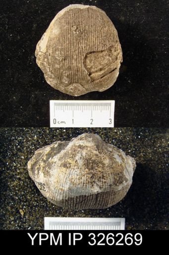 Linoproductus sp.