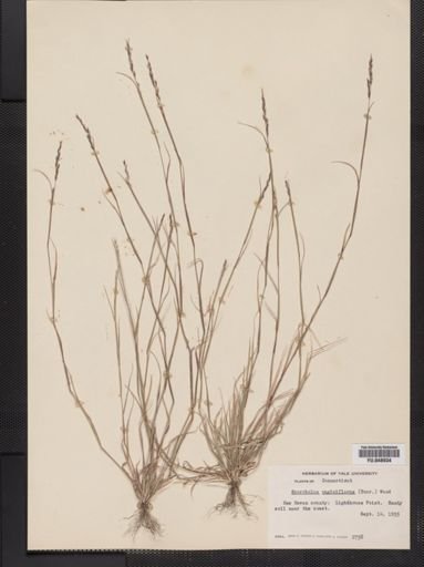 Sporobolus vaginiflorus