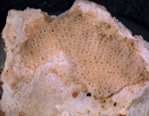 Lifuella gorgonensis