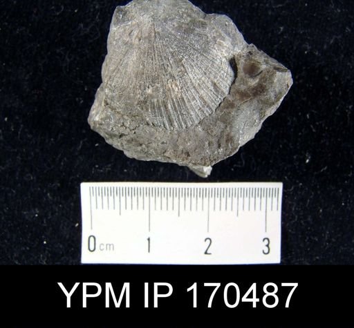 Aporthophyla aurora