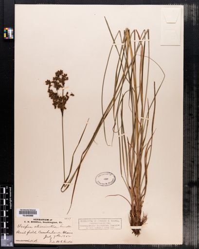 Scirpus atrocinctus