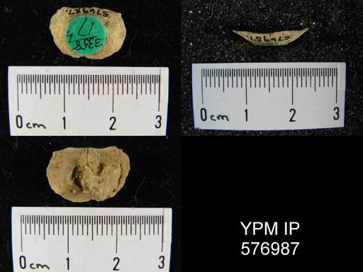 Stropheodonta calvini
