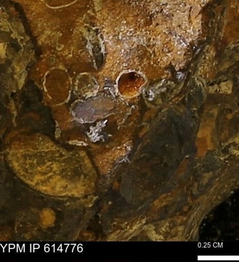 undet. Scaphopoda