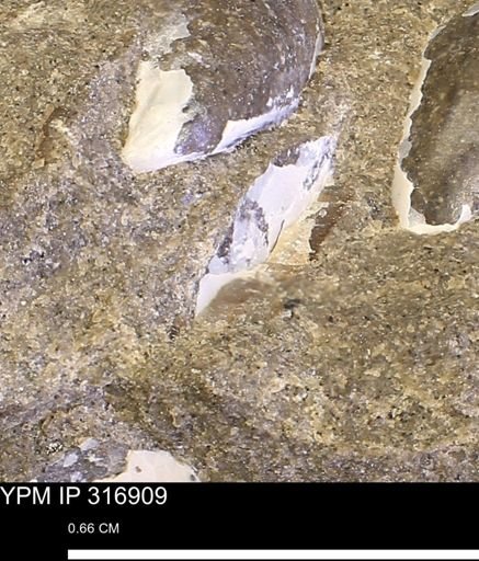 Phelopteria