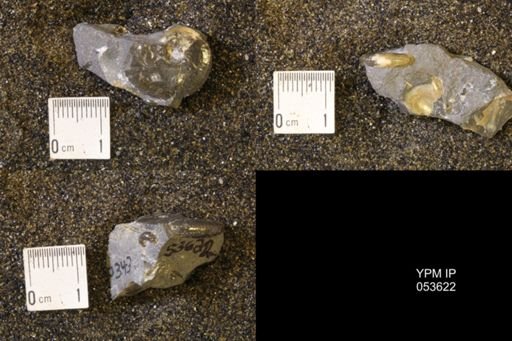 Discoscaphites rossi