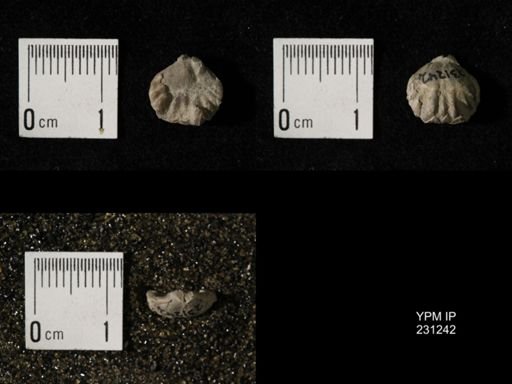 Wellerella osagensis