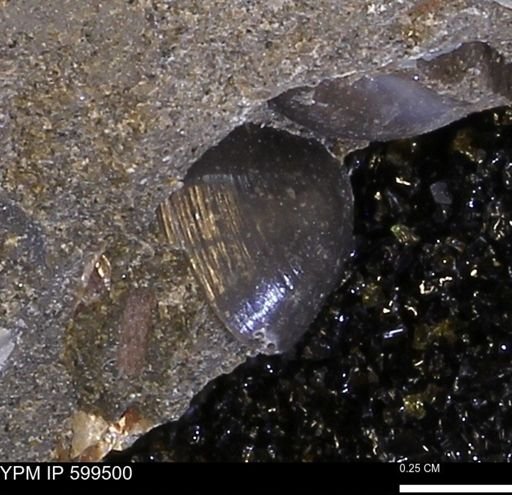 Protocardia subquadrata