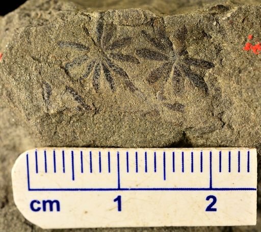 Annularia sp.