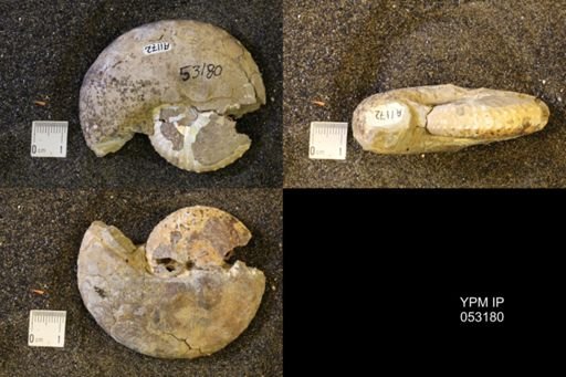 Discoscaphites conradi
