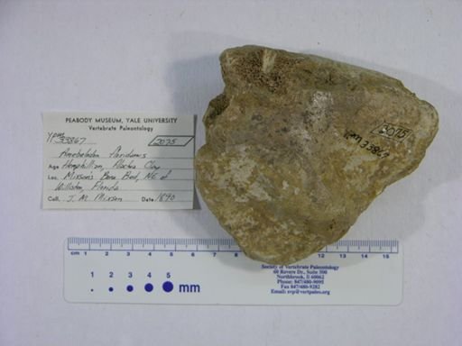Amebelodon floridanus