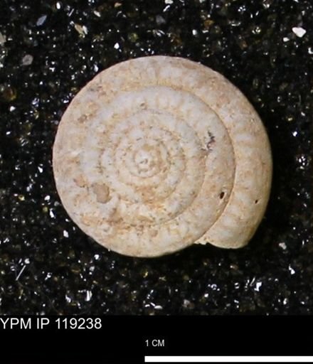 Poecilozonites (Discozonites) reinianus